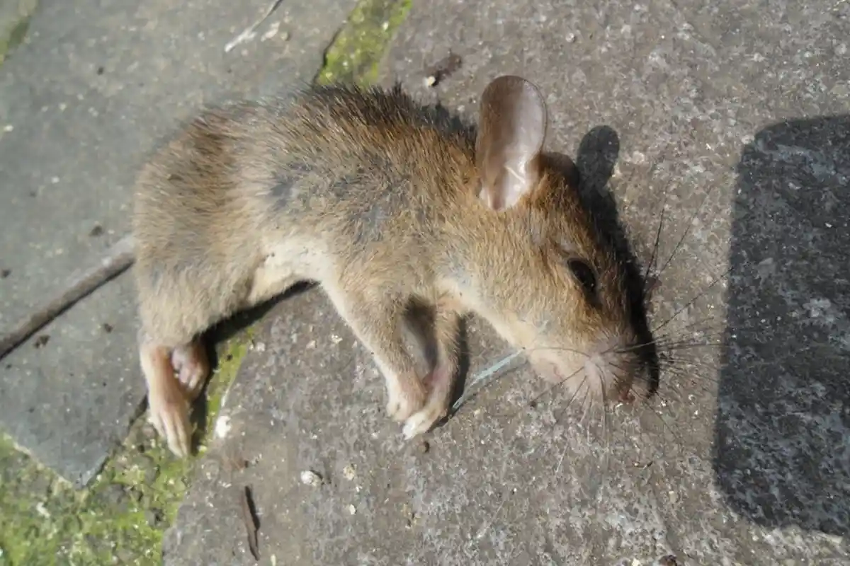 Kisah Warga Miskin di Myanmar, Makan Tikus & Ular, Kehilangan Pekerjaan Dampak Pandemi Covid-19