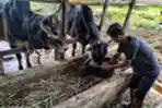 Penjualan Hewan Kurban di Medan