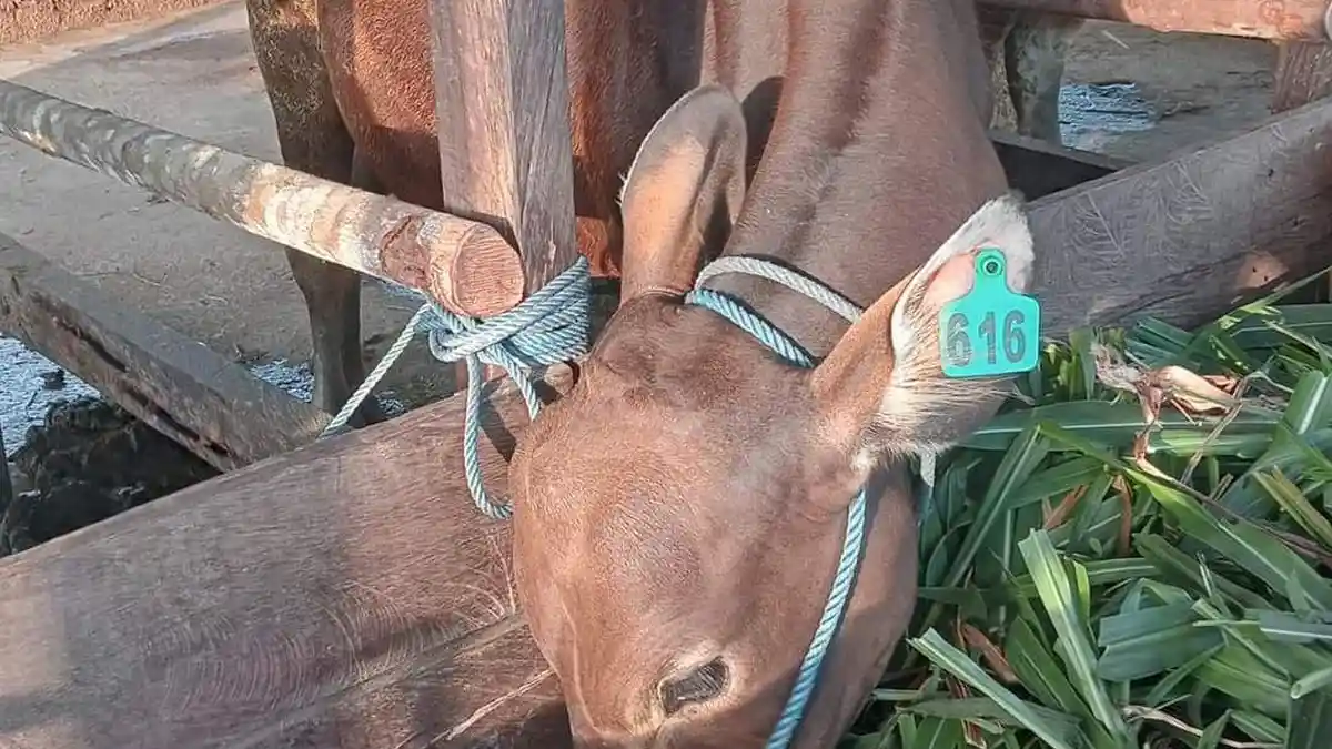 Jelang Hari Raya Kurban 2023, Harga Sapi di Kutai Barat Capai Rp30 Juta