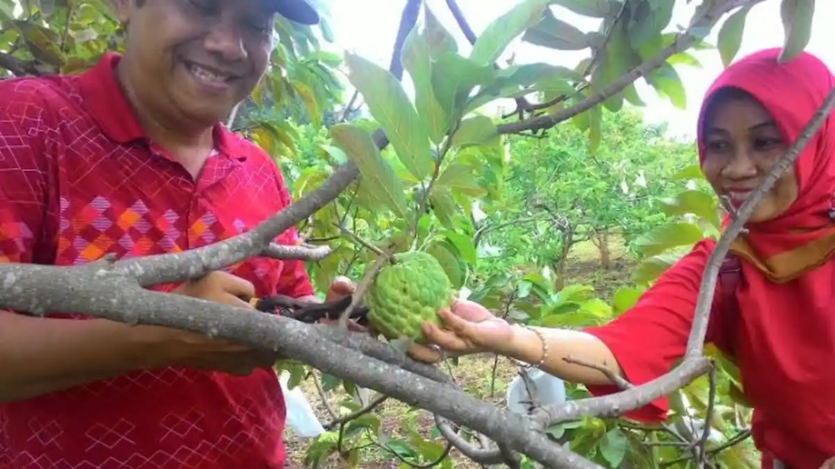 Ingin Menikmati Buah-buahan Sambil Berwisata? Cobalah Agrowisata Plantera di Kendal, Jateng