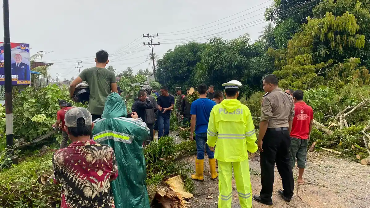 Sat Lantas Polres Nias Selatan Pohon Tumbang di Jalan Lintas Gunung Sitoli