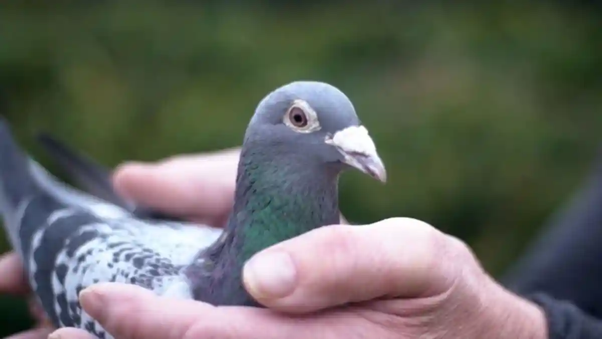 Burung Merpati Armando Terjual Rp20 Miliar Padahal Dia Sudah Pensiun Balapan