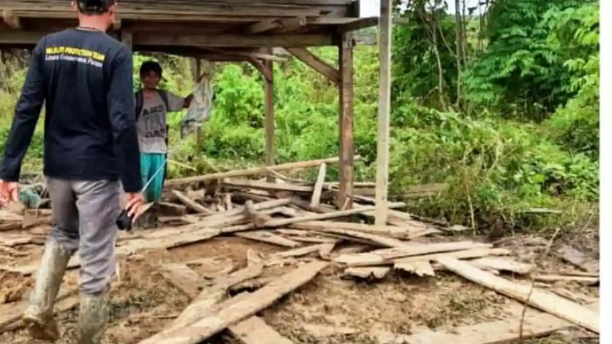 Gajah Liar Rusak Puluhan Hektare Tanaman Warga