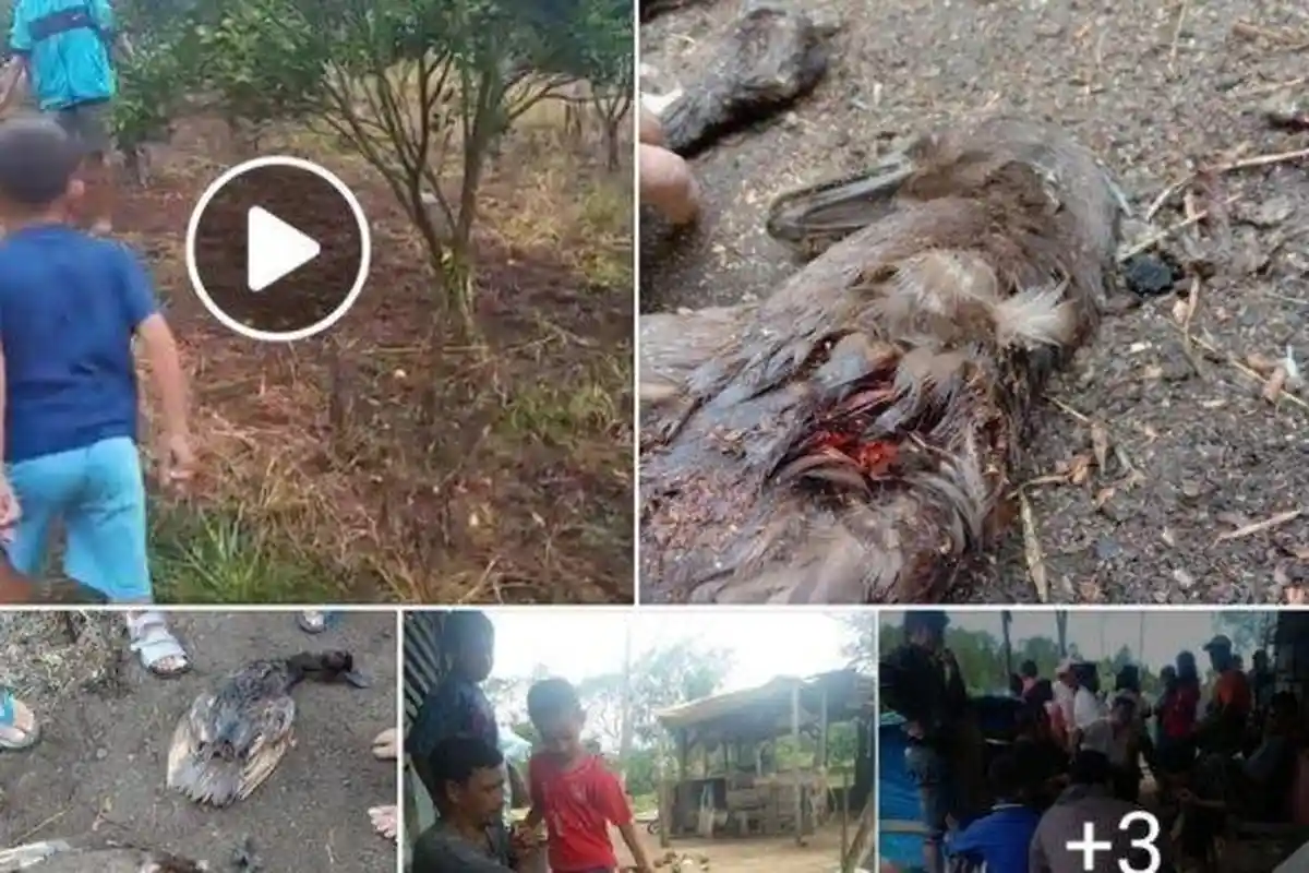 Makhluk Misterius Isap Darah Ratusan Ternak, Bupati Taput Turun Tangan