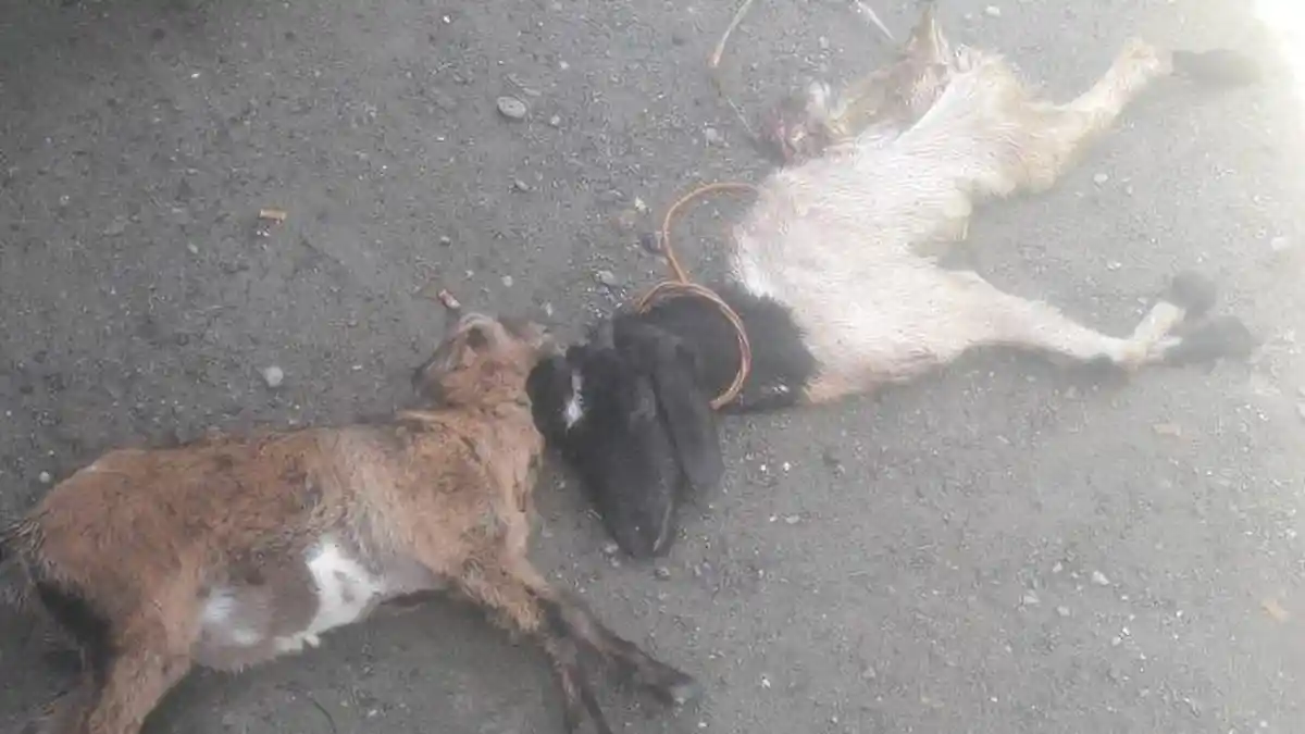3 Ekor Kambing di Agam Ditemukan Tewas Penuh Luka, Diduga Dimangsa Satwa Liar