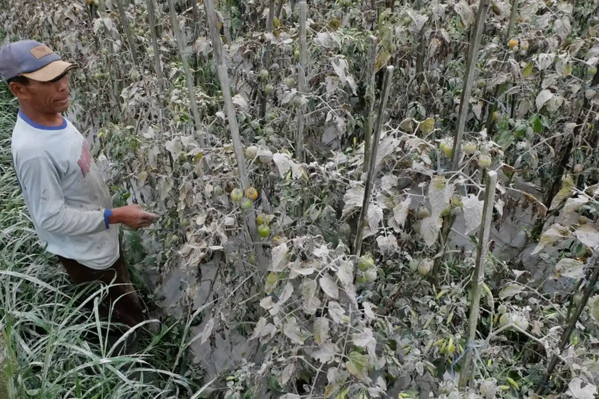Potret Dampak Erupsi Gunung Merapi, Warga Mengungsi hingga Hujan Abu, Tanaman Berlapis Abu Vulkanik