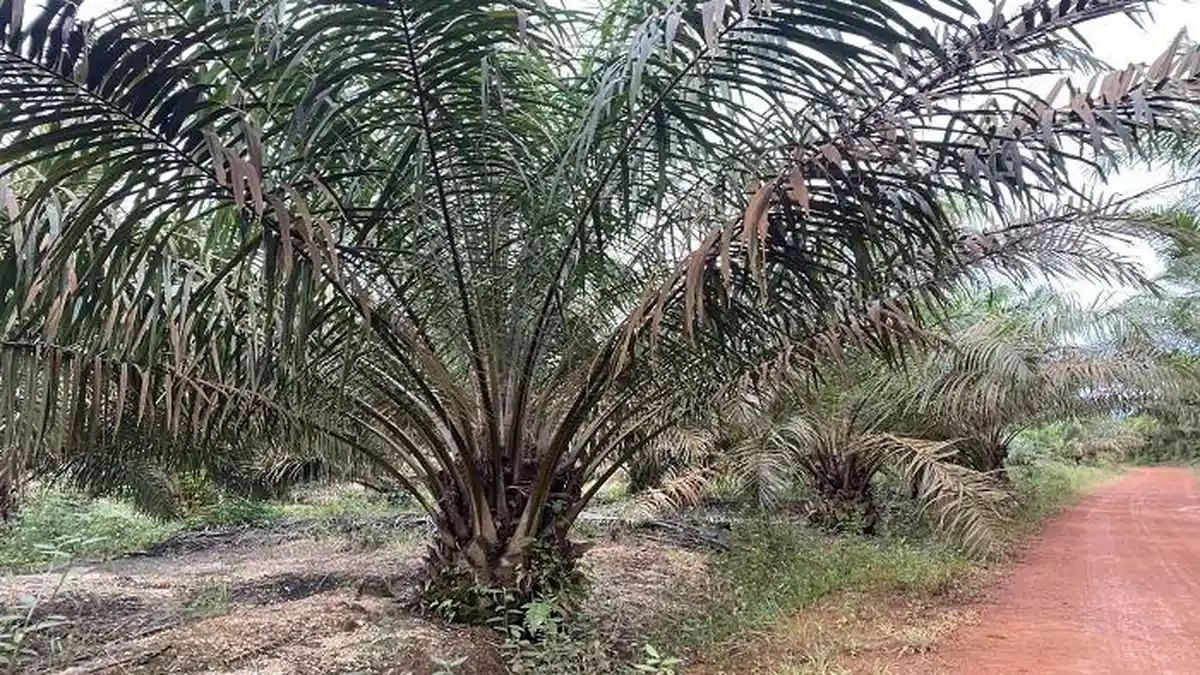 Pemkab Bangka Selatan Ungkap Penyebab Rendemen CPO Petani Masih Anjlok ...