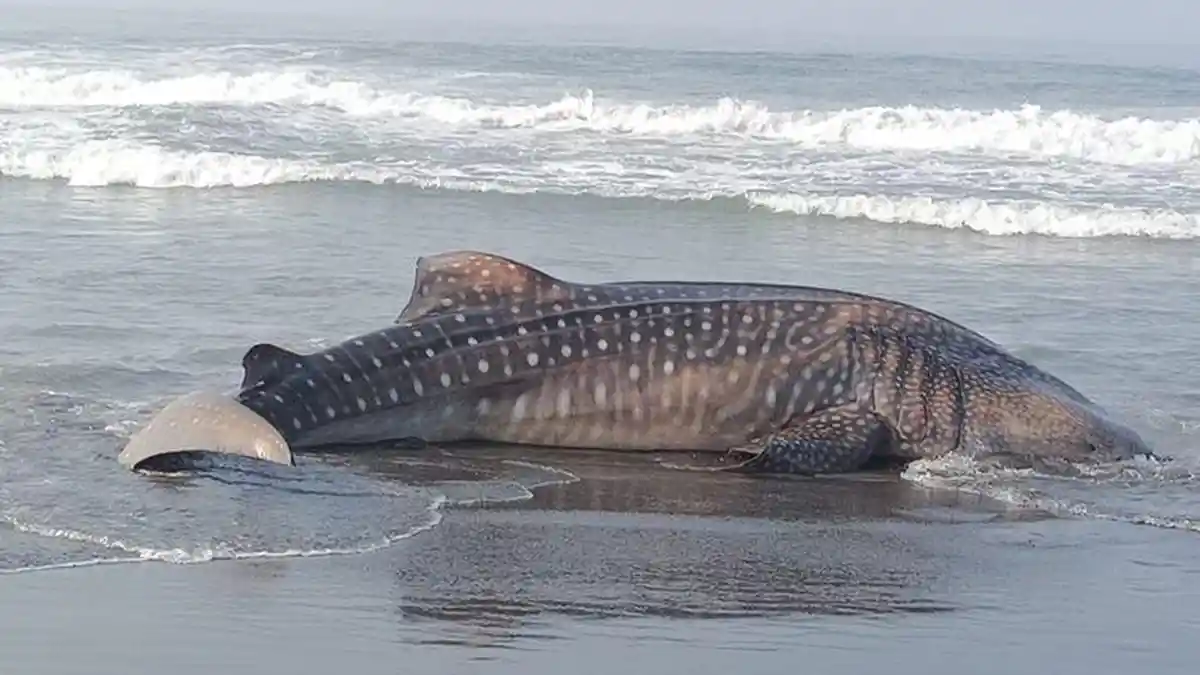 BREAKING NEWS: Hiu Tutul Sepanjang Ukuran Truk Terdampar di Pantai Selatan Kulon Progo