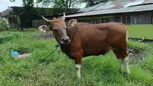 Sapi-FIB-Unkhair-Ternate.jpg