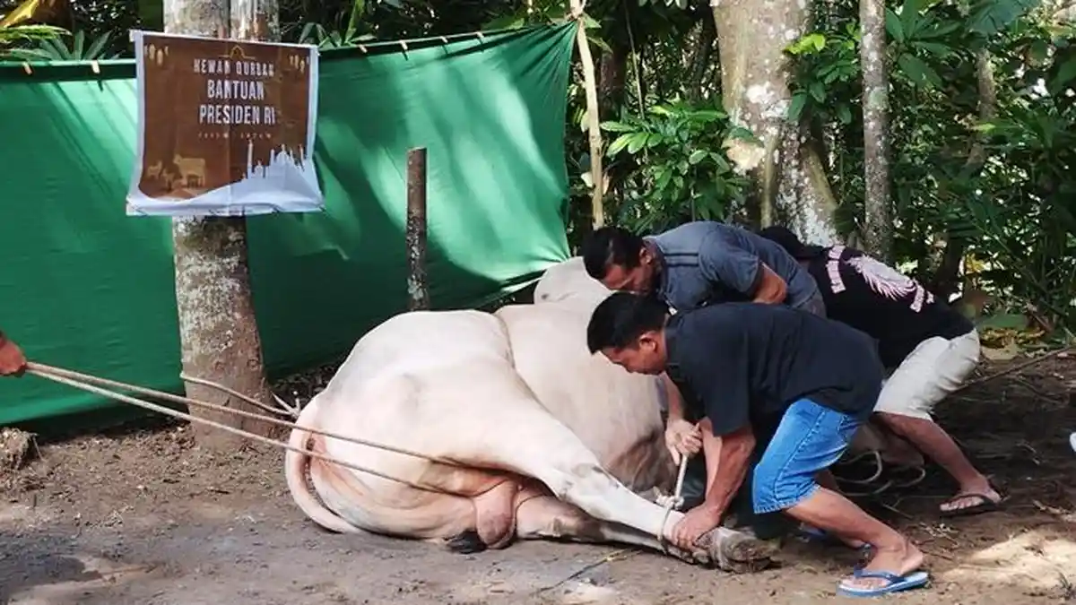 Sapi Kurban Pemberian Presiden Jokowi untuk Warga Pringtali Kulon Progo Disembelih Hari Ini