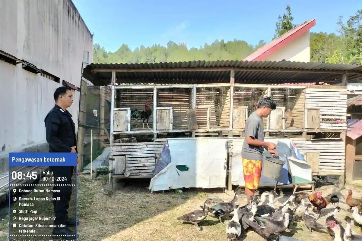 Lapas Mamasa Lakukan Pembinaan Peternakan, Dukung Reintegrasi WBP