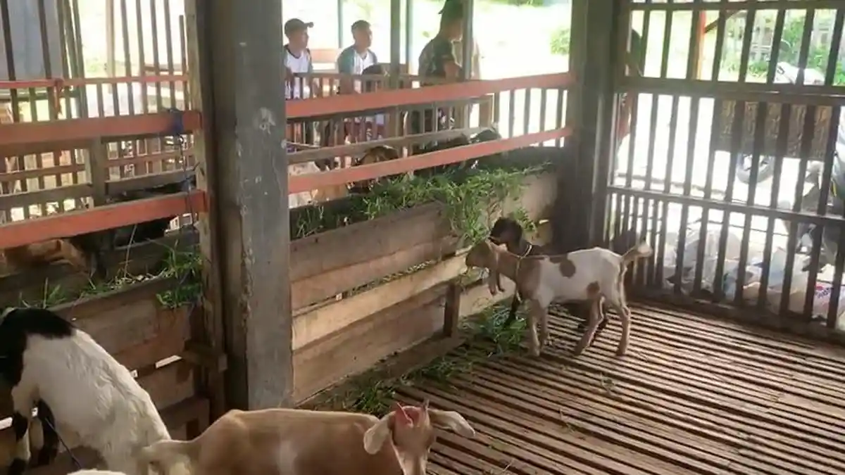 Kambing Asal Gorontalo Belum Boleh Masuk Tarakan, Peternak Inisiatif Datangkan dari Berau