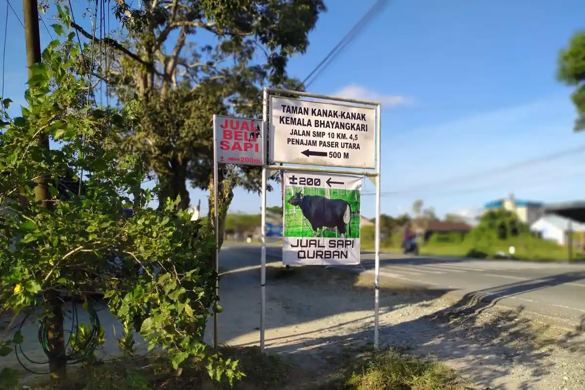Harga Sapi Kurban di Penajam Paser Utara, Mulai Naik hingga Rp 3 Juta