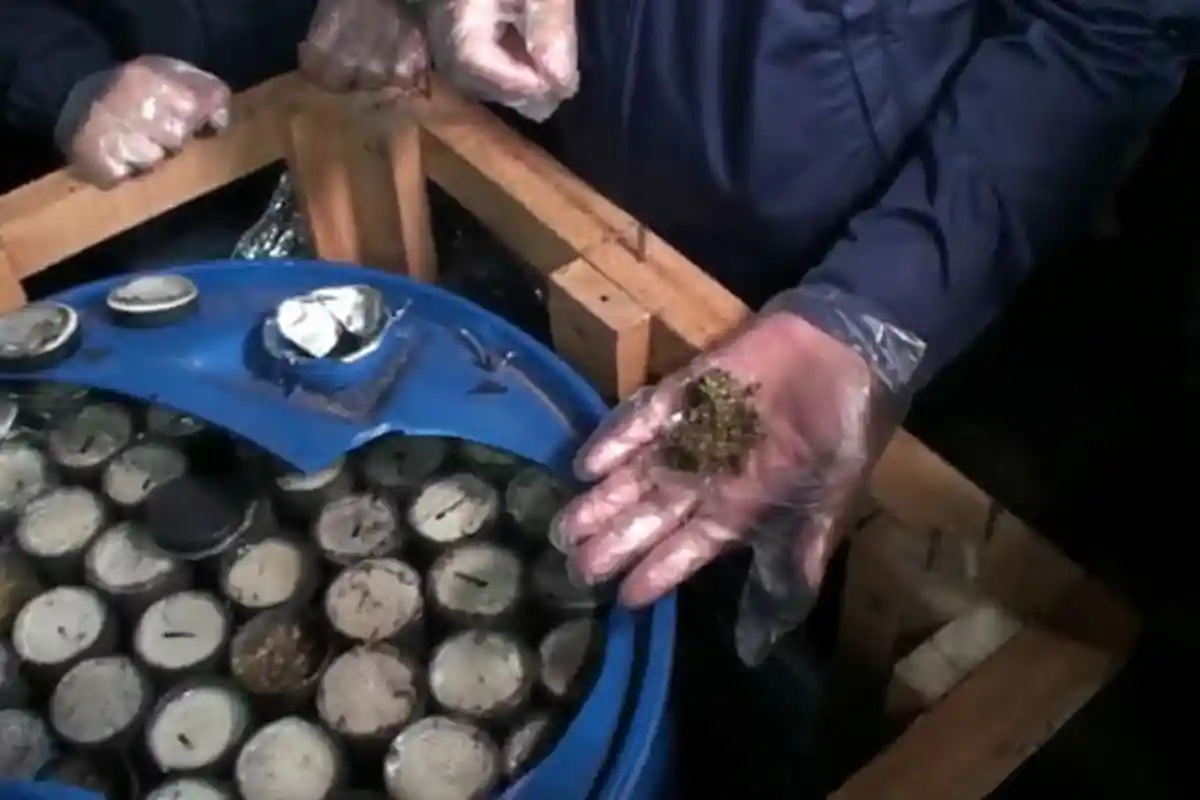 BNN Amankan Satu Truk Ganja di Parung Bogor, Totalnya Hampir Setengah Ton