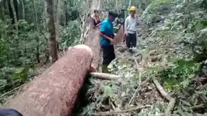 warga-sihaporas-tangkap-pelaku-penebangan-hutan-adat.jpg