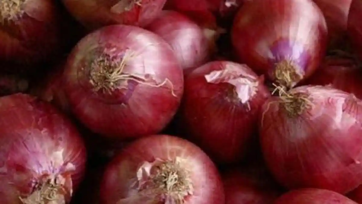 Cara Menanam Bawang Agar Hasil Melimpah, Rendam Umbi Bawang Merah dengan Pupuk