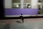 anjing-ini-selalu-menunggu-datangnya-kereta-arah-kalyan-di-stasiun-mumbai_20180306_111607.jpg