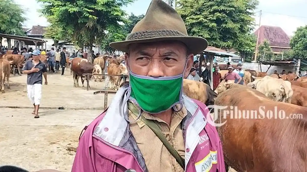 Nestapa Pedagang Sapi Karanganyar : Jualannya Sepi Jelang Idul Adha, Harga Anjlok Dihantam Isu PMK
