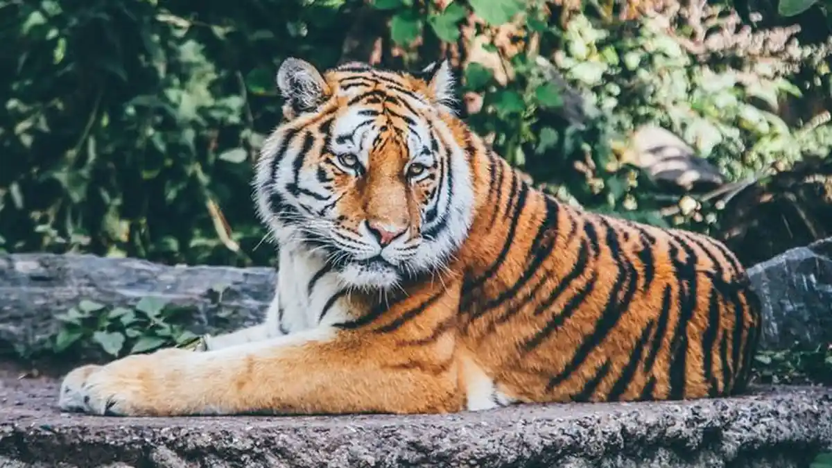 Cari Kayu di Hutan, Warga Inhil Riau Tewas Diserang Harimau Sumatera, 'Ditemukan Sudah Tewas'