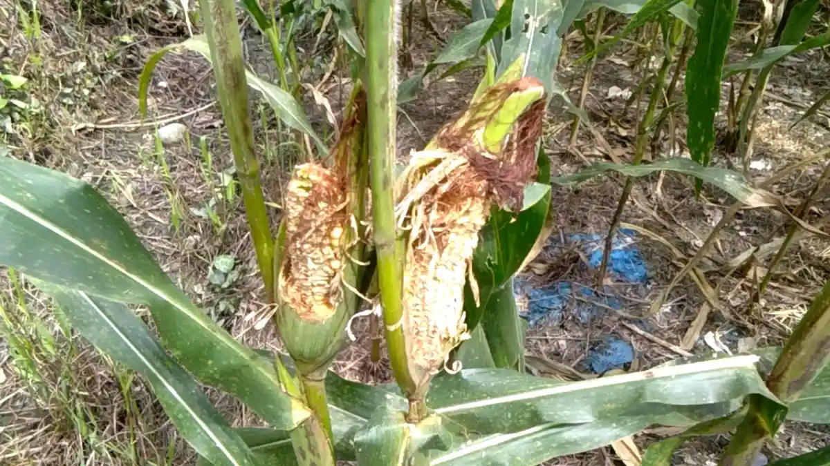 Petani di Luwu Utara Keluhkan Tanaman Jagungnya Diserang Hama Tikus