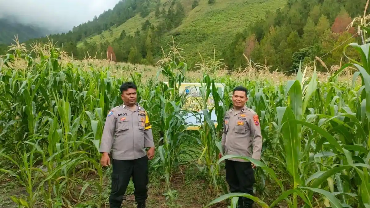 Dukung Ketahanan Pangan, Polres Samosir Siap Panen Jagung Serentak