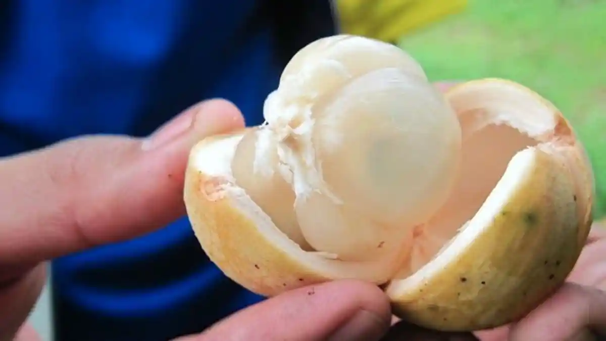 Serupa Tapi Tak Sama, Inilah 5 Perbedaan Buah Duku dan Langsat, Jangan Sampai Salah Sebut Lagi ya!