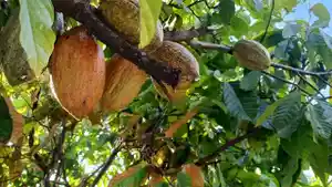 Buah-kakao-yang-masih-berada-di-pohon-di-dalah-satu-kebun-kakao-milik-warga11.jpg