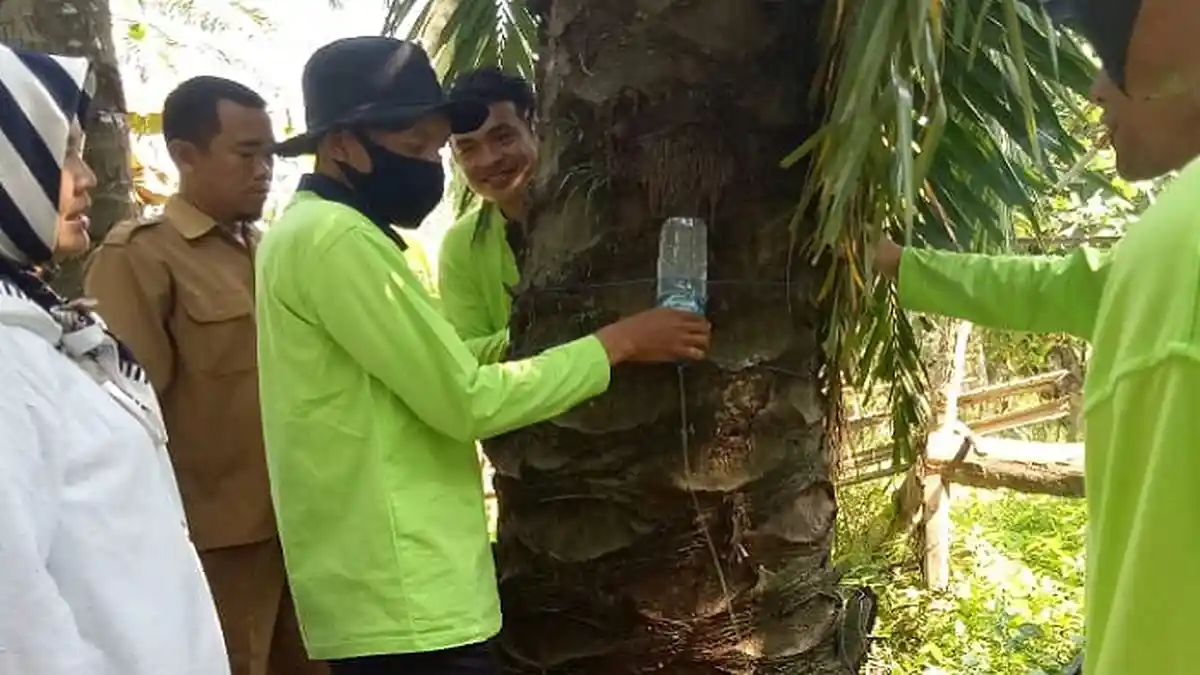Petani Disarankan Pakai Cairan Campuran Kelapa dan Air Beras untuk Kendalikan Infeksi Ganoderma
