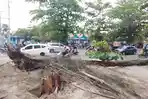 Pohon-Tumbang28.jpg