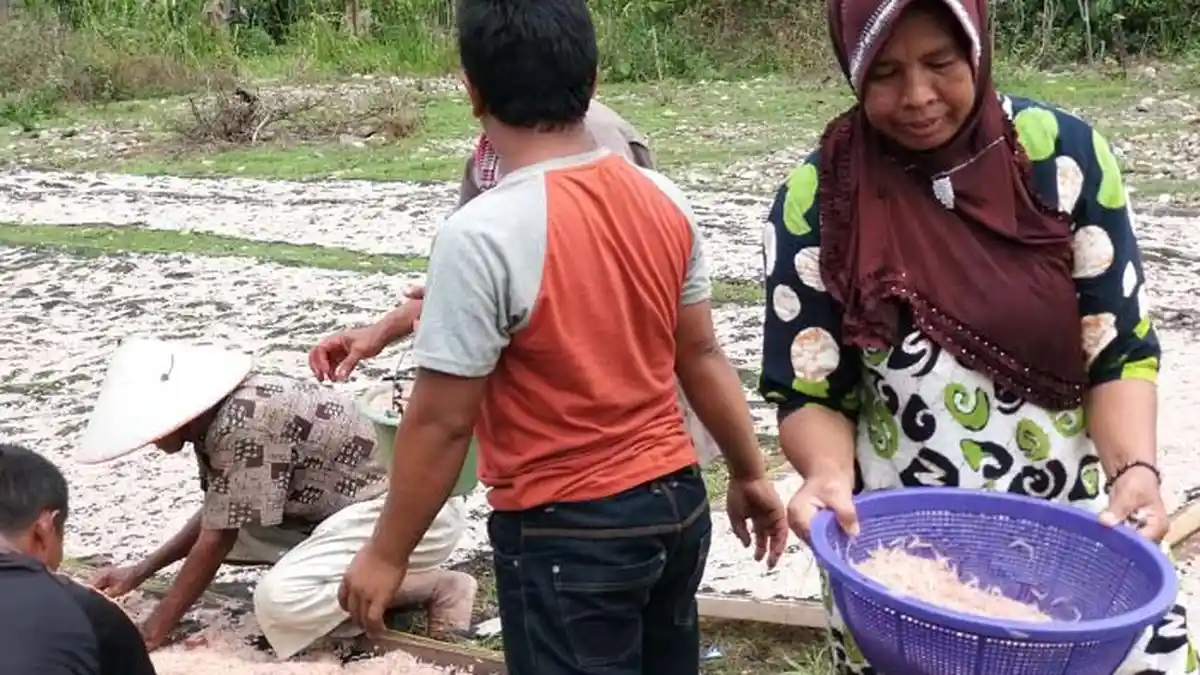Musim Udang Sabu Tiba, Nelayan dan Warga Rama-ramai ‘Menyerbu’ Pantai