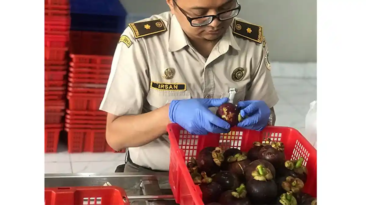 Indeks Ketahanan Pangan Indonesia Melesat Tahun Ini