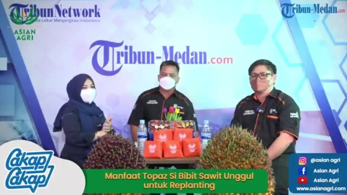 Topaz, Bibit Sawit Unggul Asian Agri Punya Sejuta Manfaat Bagi Masyarakat