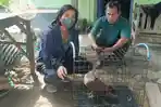 Warga Adipala Cilacap Temukan Satwa Langka Dalam Kondisi Lemah, Tak Bisa Terbang Jauh