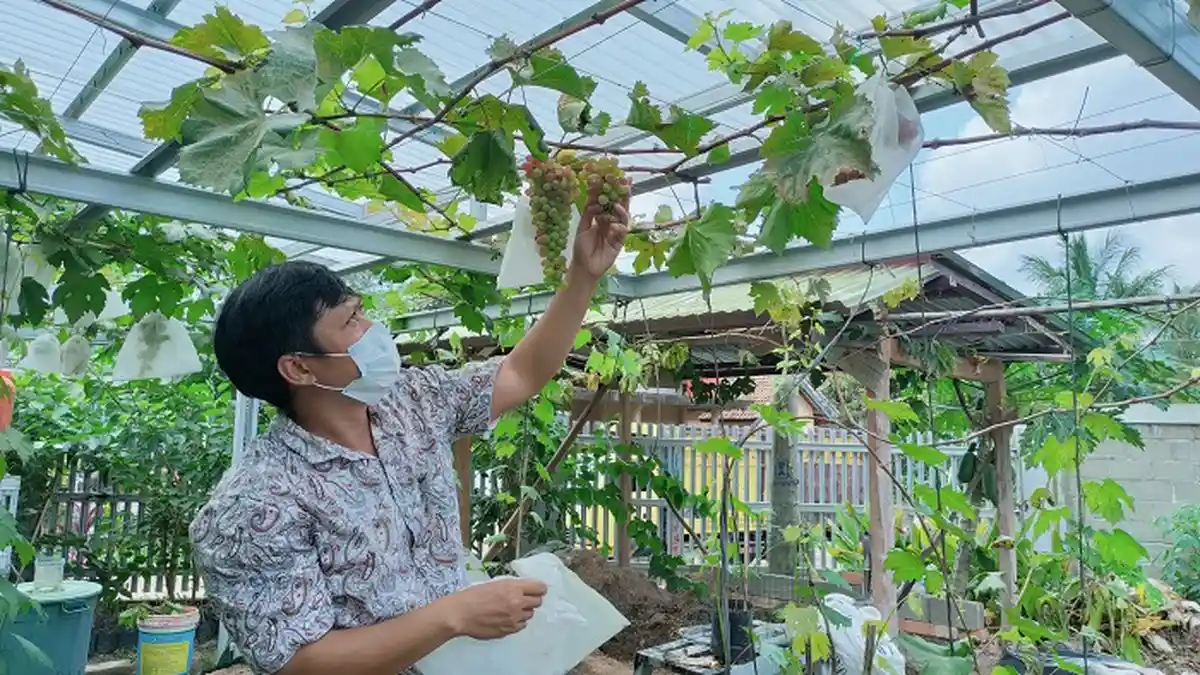 Cara Menanam, Merawat Tanaman Anggur Hingga Panen, Tips dari Petani Anggur di PALI