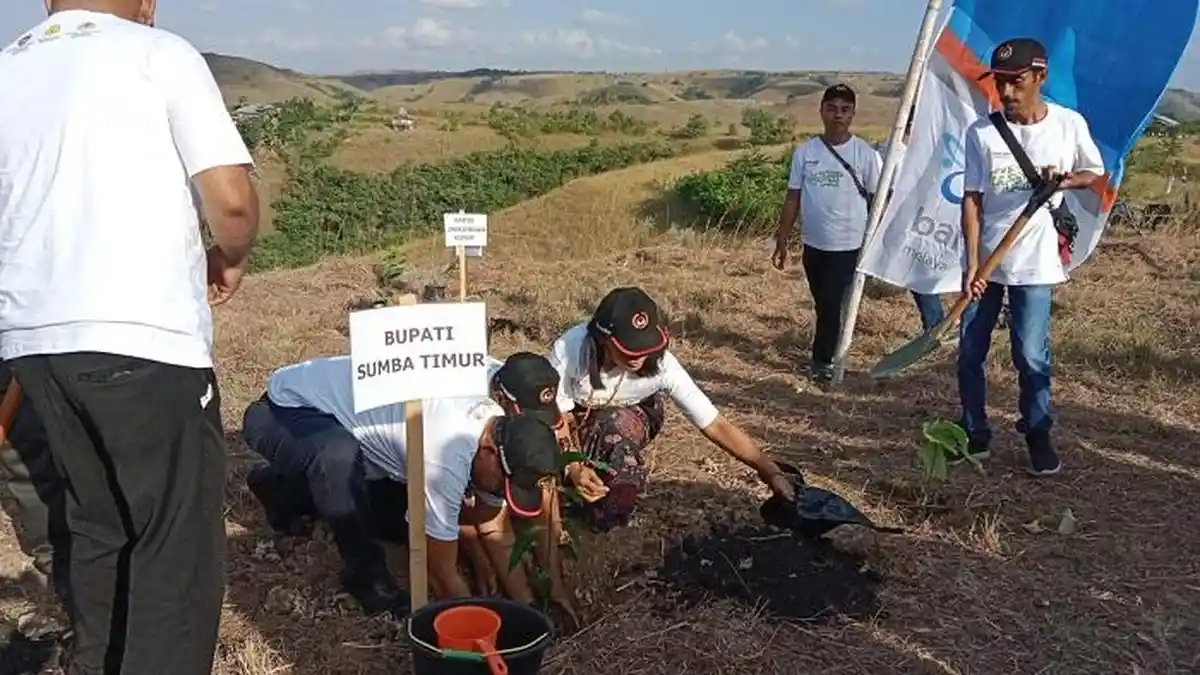 Partisipasi Gerakan Tanam 10 Juta Pohon, Pemkab Sumba Timur Ikut Tanam ...