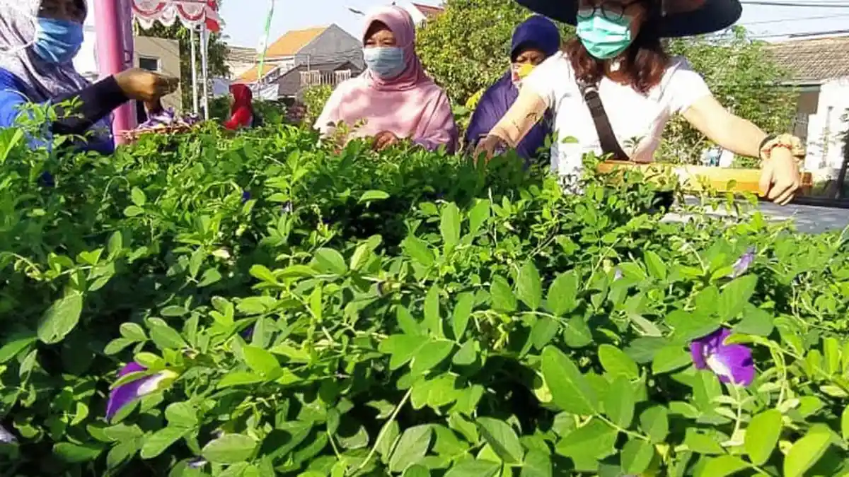 Budidaya Bunga Telang Kompakkan Warga Penjaringan Sari Rungkut  Surabaya