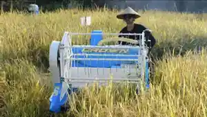 Arista-Montana-melaksanakan-panen-padi-organik-perdana-di.jpg