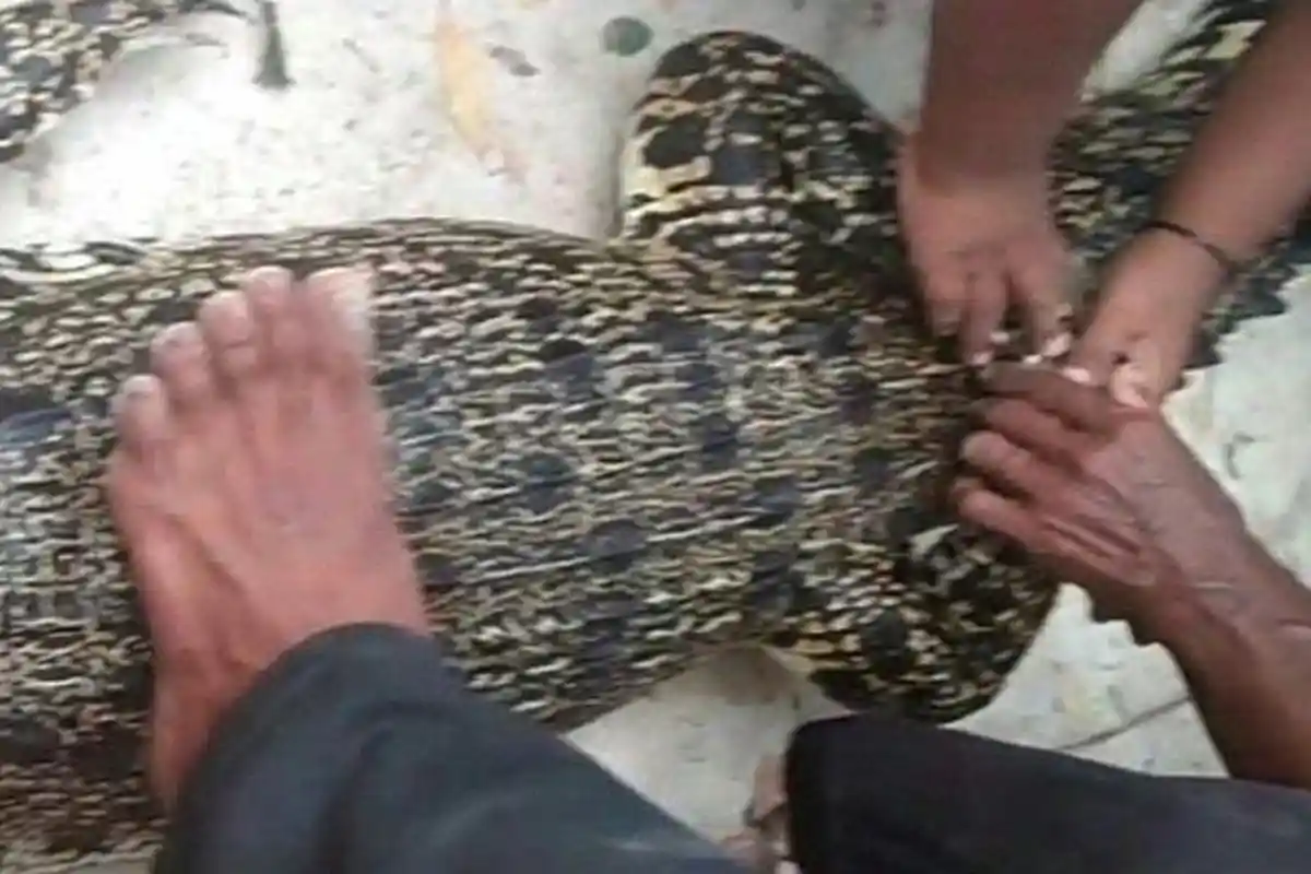 Awalnya Senang Dikira Dapat Ikan, Ternyata Jaring Nelayan Ini Nyangkut Buaya 2 Meter