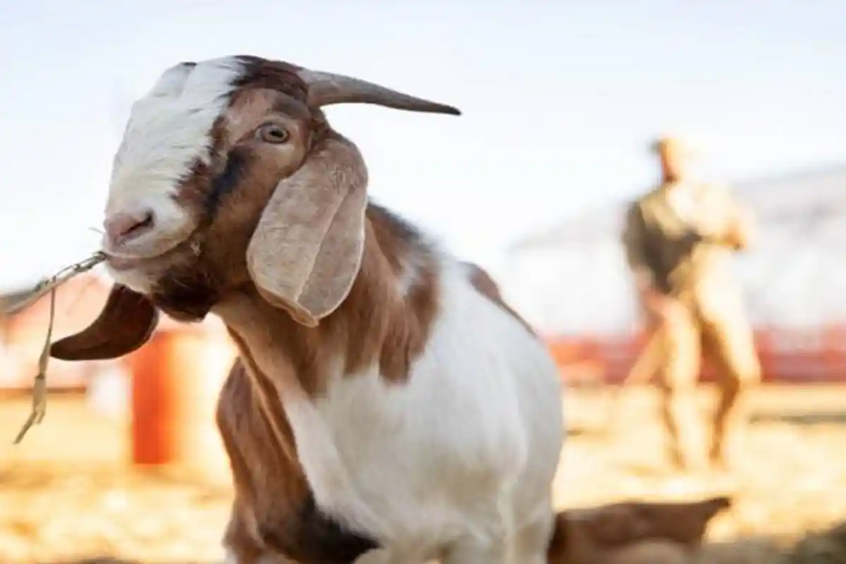 Contoh Teks Khutbah Idul Adha 2022 Terbaiik : Makna Kurban dalam Kehidupan