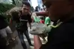Komunitas Pencinta Binatang