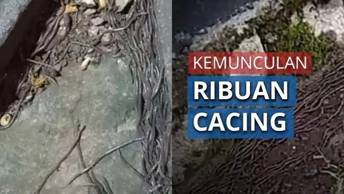 Fenomena Cacing Keluar dari Tanah, Ahli: Saya Juga Kaget Kok Merata Ini, Sepertinya Ada Anomali