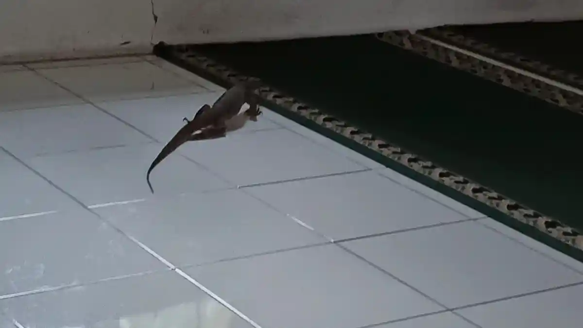 Berkeliaran di Musala, Seekor Biawak Bikin Heboh Warga Ancol