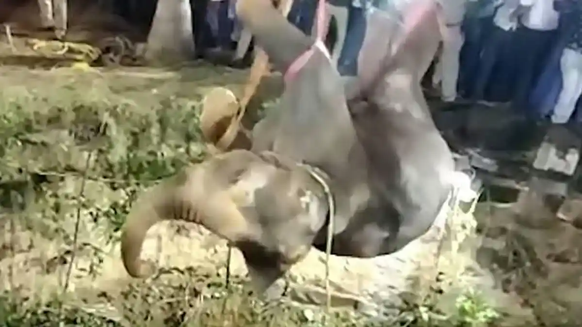 Gajah Terperosok Sumur 16 Meter di India, Baru Berhasil Diangkat setelah 14 Jam Penyelamatan