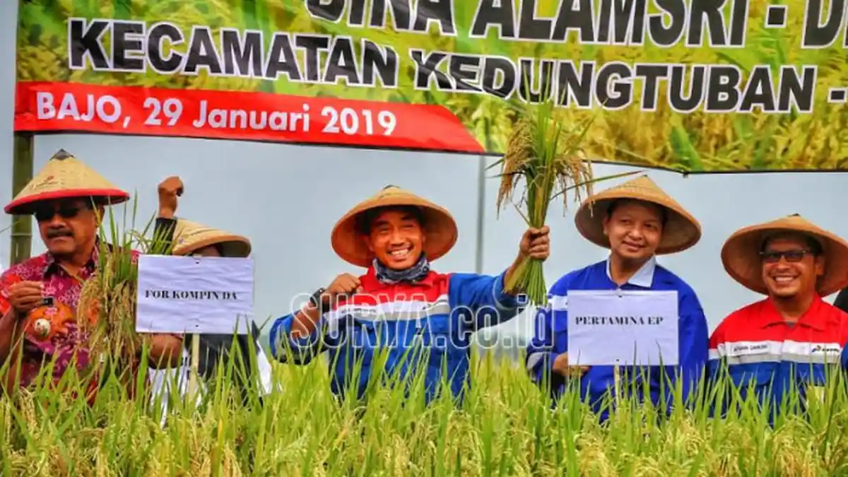 Pertamina EP Asset 4 Field Cepu dan Kelompok Tani Desa Bago Panen Perdana Padi Organik