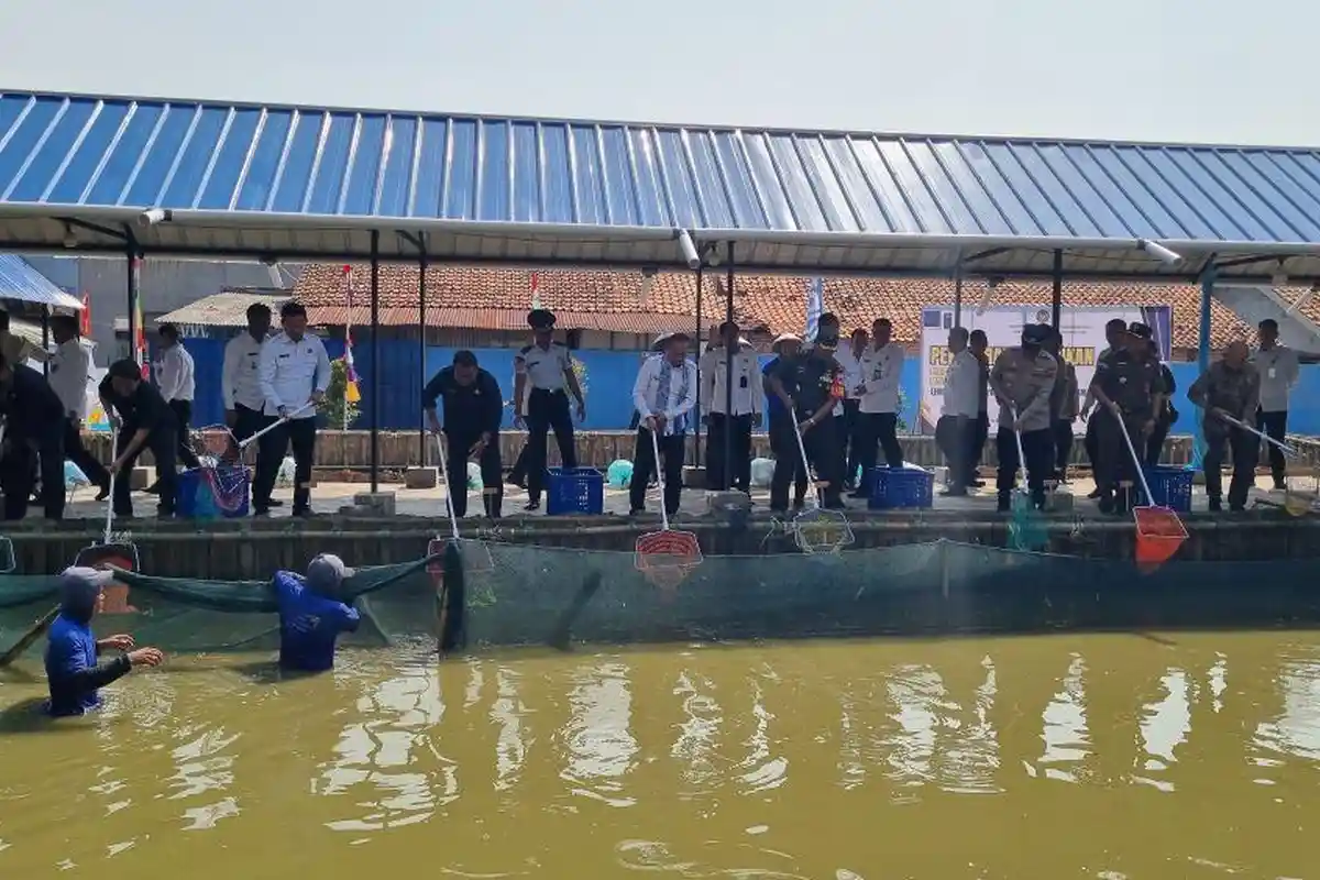 Dibantu Napi, Lapas Indramayu Bisa Hasilkan 3 Ton Gabah Hingga 1,7 Ton Lele Lewat 'SAE Arumanis'