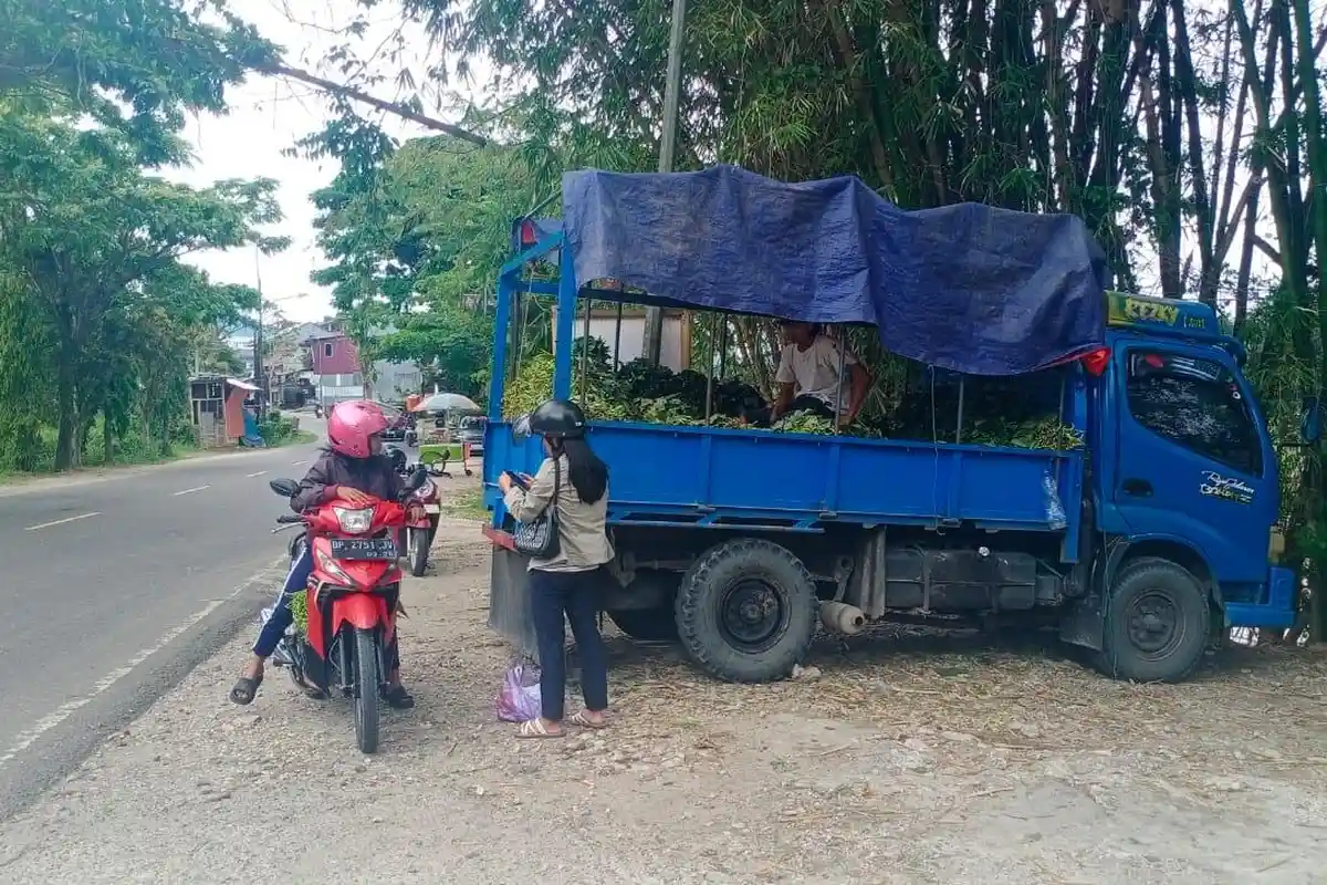 Harga Sayur Babi Turun Jadi Rp5 ribu Per Ikat, Pedagang Diserbu Warga Toraja