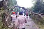 POHON Tumbang Kepung Buleleng, Sebabkan Kemacetan, Pengendara Sepeda Motor Dilarikan ke Rumah Sakit!
