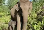 Mama-Ria-Gajah-Sumatera.jpg