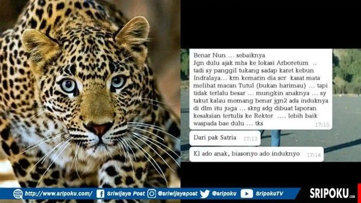 Mahasiswa Heboh, Lihat Binatang Buas di Arboretum Unsri , Harimau atau Macan Tutul?