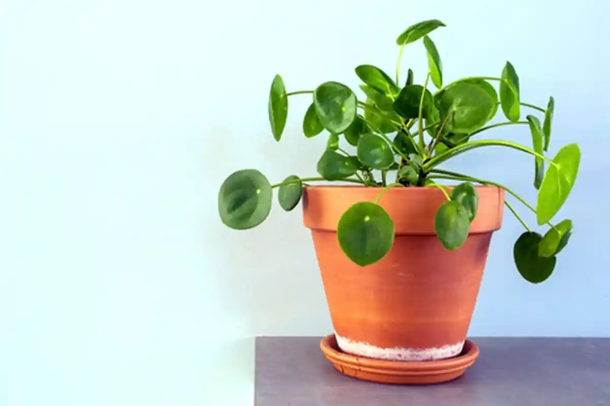 Tanaman Hias yang Diprediksi Populer pada Tahun 2021, Ada Calathea Velvet dan Chinese Money Plant